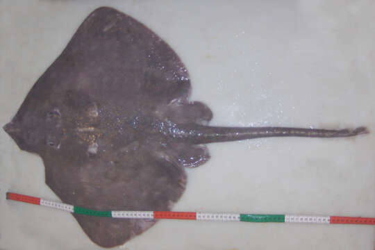 Image of Spinetail ray