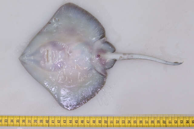 Image of Spinetail ray