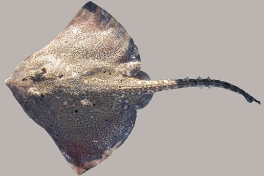 Image of Thornback skate