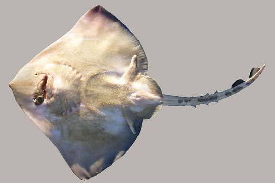 Image of Thornback skate