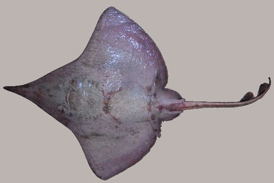 Image of Longnosed Skate