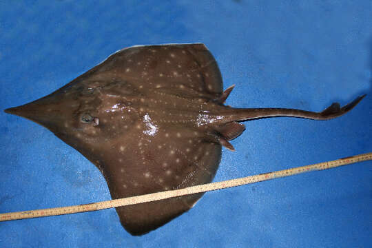 Image of Longnosed Skate