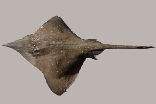 Image of Longnosed Skate