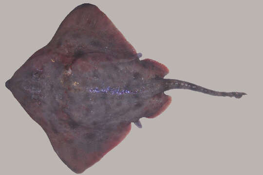 Image of Arctic Skate