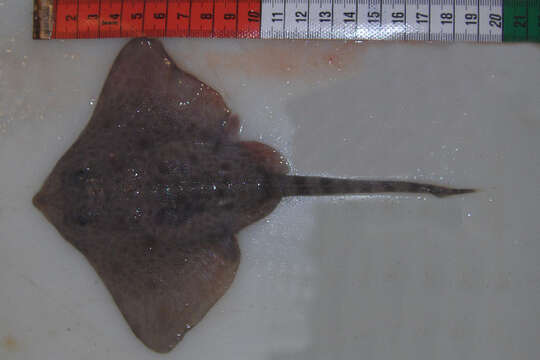 Image of Arctic Skate