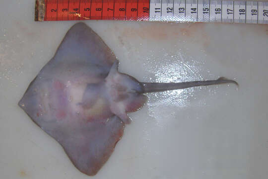 Image of Arctic Skate