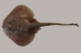 Image of cartilaginous fishes