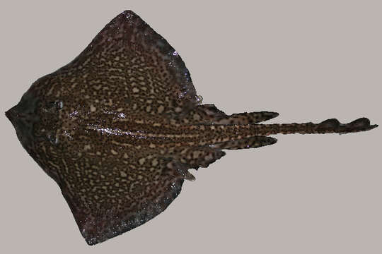 Image of Thornback skate