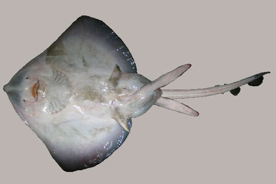 Image of Thornback skate