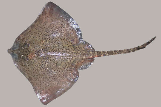 Image of Thornback skate