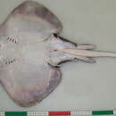 Image of Sandy Skate