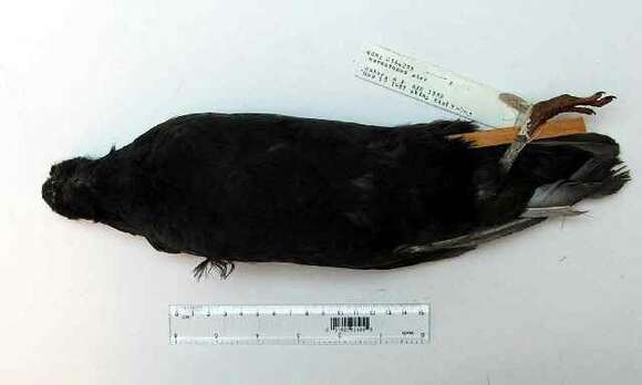 Image of Blackish Oystercatcher