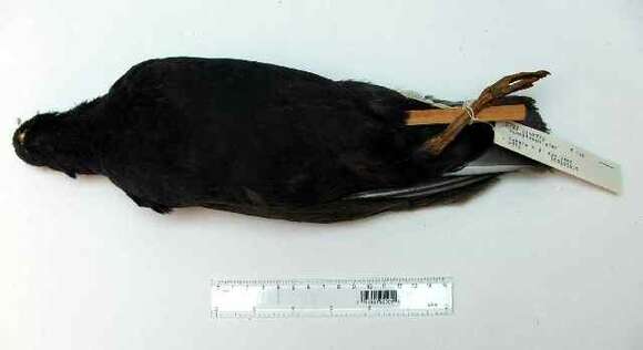 Image of Blackish Oystercatcher