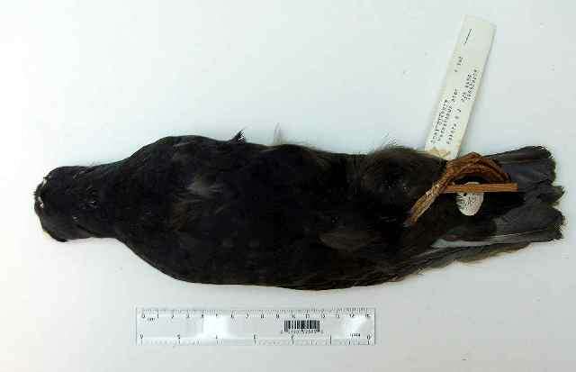 Image of Blackish Oystercatcher