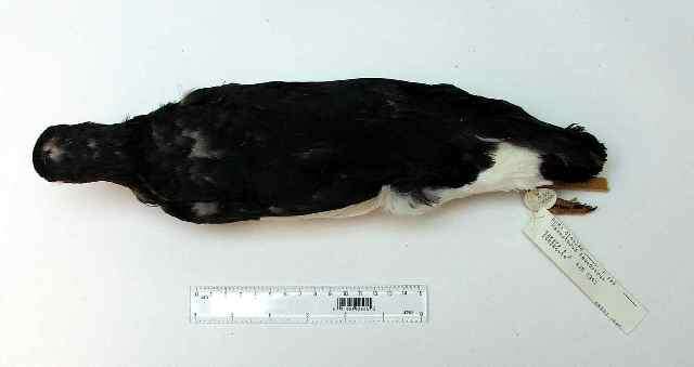 Image of Magellanic Oystercatcher