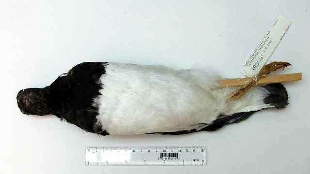 Image of Magellanic Oystercatcher