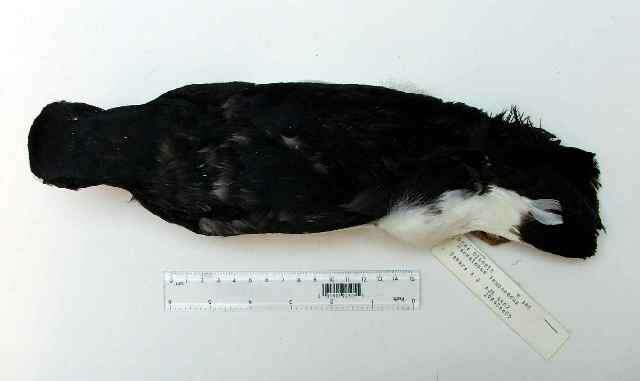 Image of Magellanic Oystercatcher