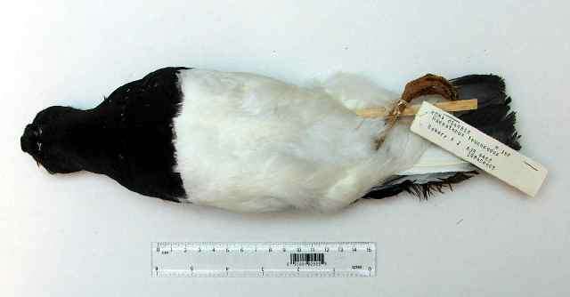 Image of Magellanic Oystercatcher