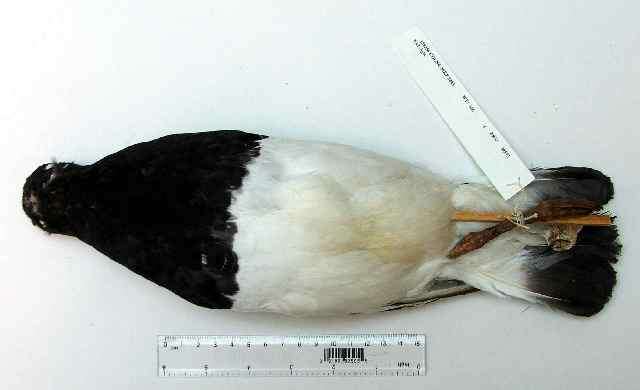 Image of Magellanic Oystercatcher