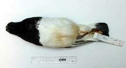 Image of Magellanic Oystercatcher