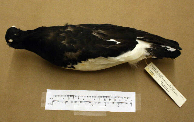 Image of South Island Oystercatcher