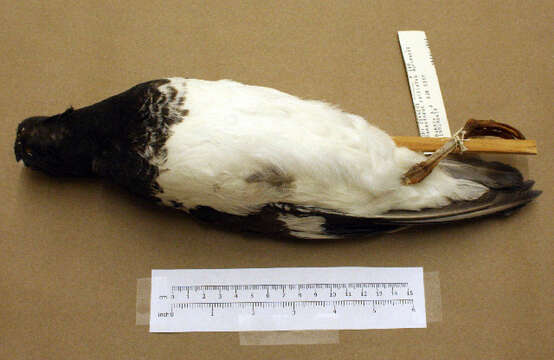 Image of American Oystercatcher