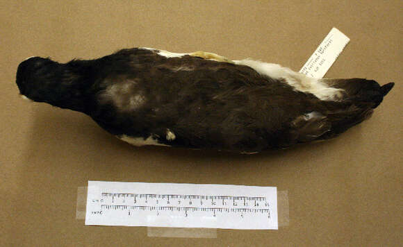 Image of American Oystercatcher