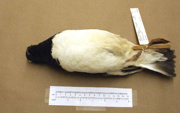 Image of American Oystercatcher