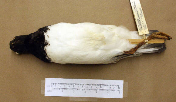 Image of American Oystercatcher