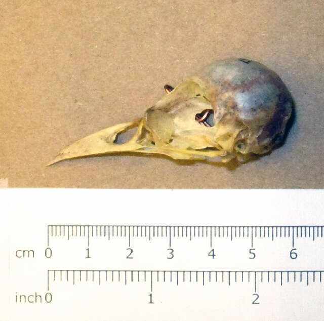 Image of Black-billed Magpie