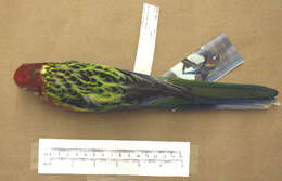 Image of Eastern Rosella