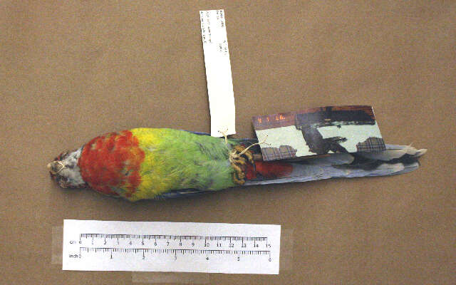 Image of Eastern Rosella