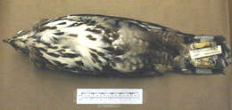 Image of Changeable Hawk Eagle