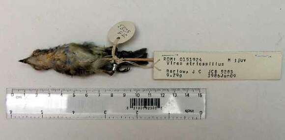 Image of Black-capped Vireo