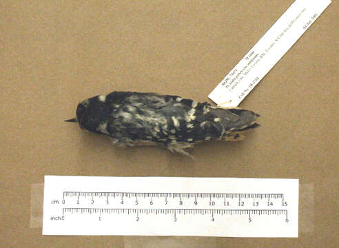 Image of downy woodpecker