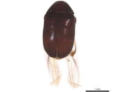 Image of Tricorynus