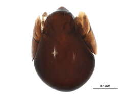 Image of Galumnidae Jacot 1925