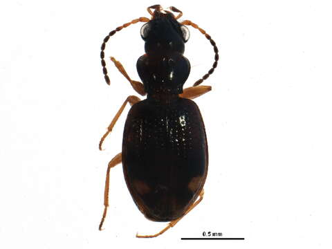 Image of Bembidion (Trepanedoris) frontale (Le Conte 1847)