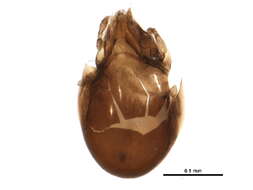 Image of Ceratozetidae Jacot 1925