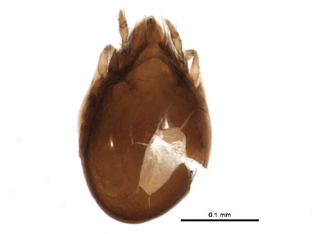 Image of Ceratozetidae Jacot 1925