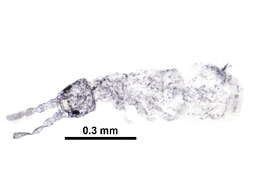 Image of Parisotoma notabilis