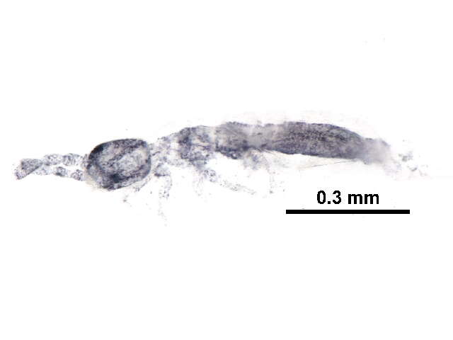Image of Parisotoma notabilis