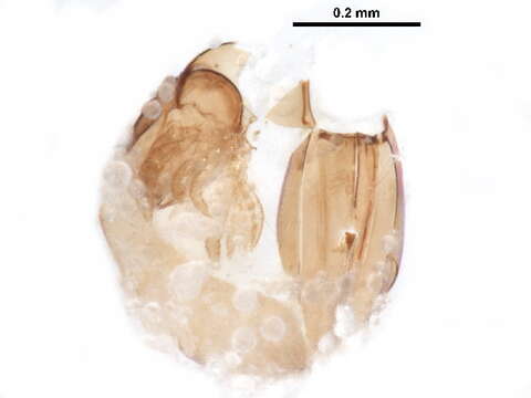 Imagem de Euphthiracaroidea Jacot 1930