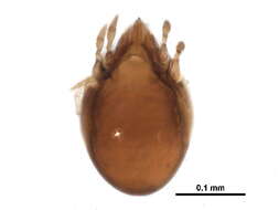 Image of Ceratozetidae Jacot 1925