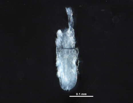 Image of Rhagidia