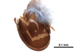 Ceratozetidae Jacot 1925 resmi