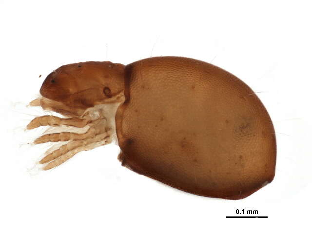 Image of Haplozetidae Grandjean 1936