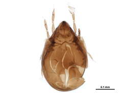 Image of Haplozetidae Grandjean 1936