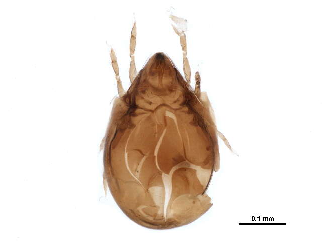 Haplozetidae Grandjean 1936 resmi