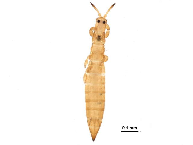 Image of Aptinothrips